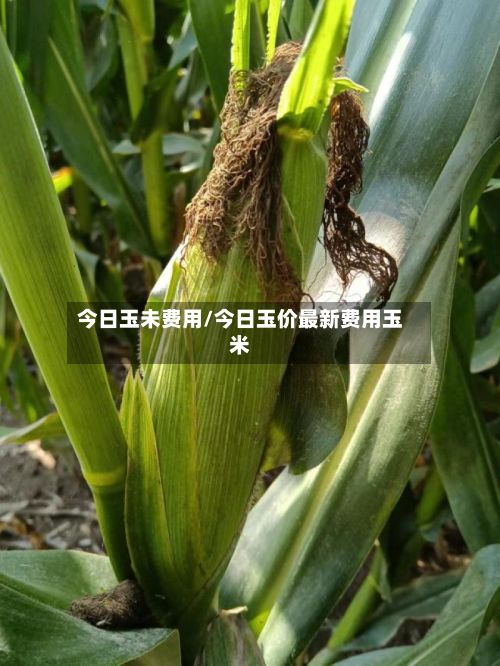 今日玉未费用/今日玉价最新费用玉米