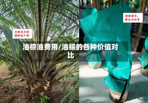 油棕油费用/油棕的各种价值对比