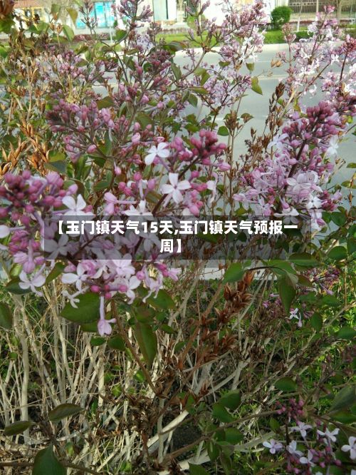 【玉门镇天气15天,玉门镇天气预报一周】-第3张图片