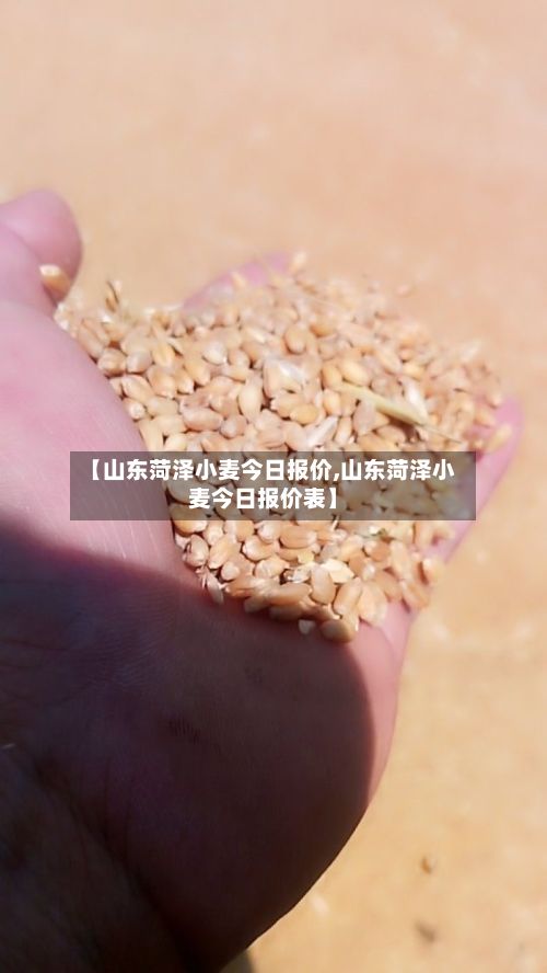 【山东菏泽小麦今日报价,山东菏泽小麦今日报价表】