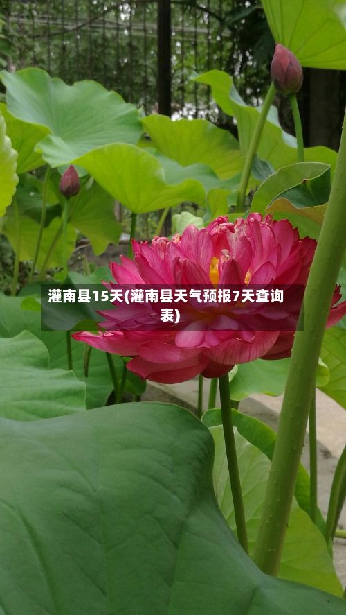 灌南县15天(灌南县天气预报7天查询表)