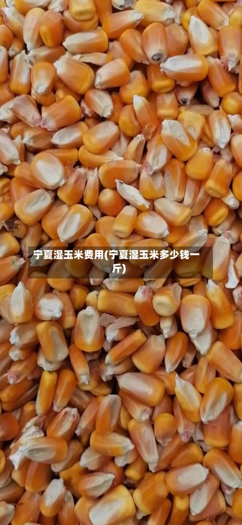 宁夏湿玉米费用(宁夏湿玉米多少钱一斤)