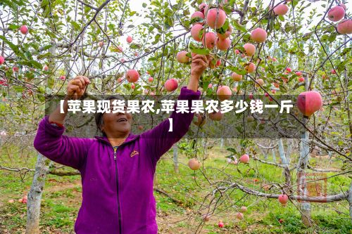 【苹果现货果农,苹果果农多少钱一斤】