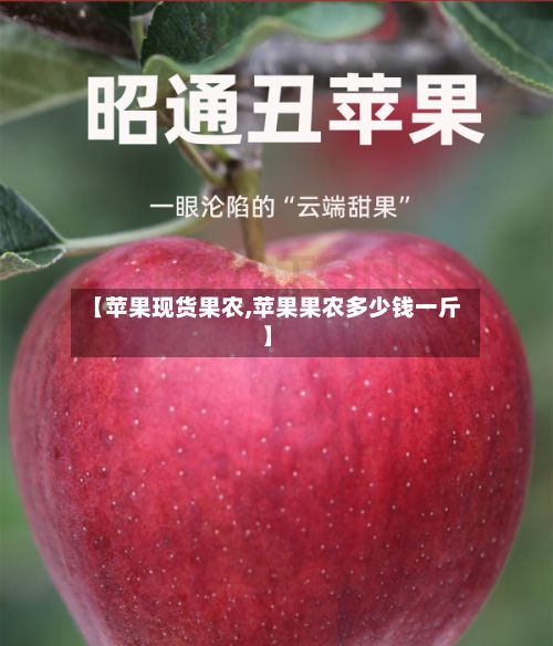【苹果现货果农,苹果果农多少钱一斤】-第2张图片