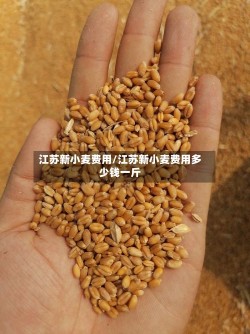 江苏新小麦费用/江苏新小麦费用多少钱一斤