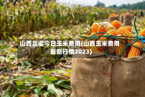山西吕梁今日玉米费用(山西玉米费用最新行情2023)