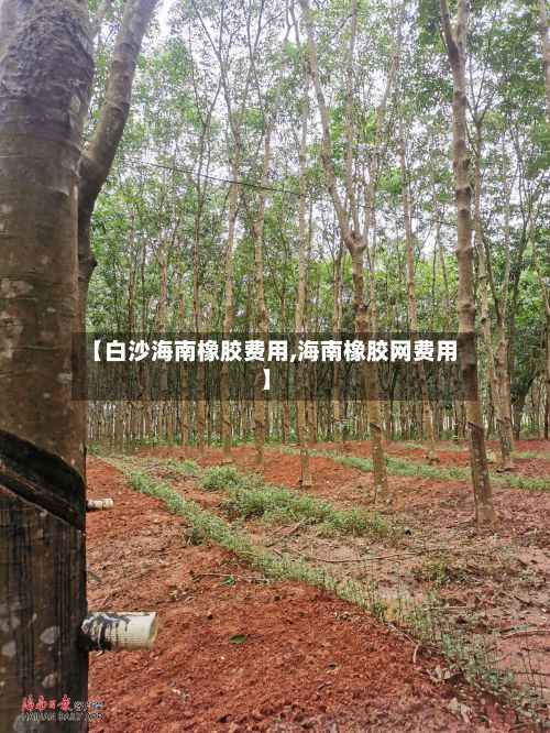 【白沙海南橡胶费用,海南橡胶网费用】-第2张图片