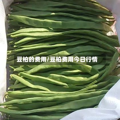 豆柏的费用/豆柏费用今日行情-第2张图片