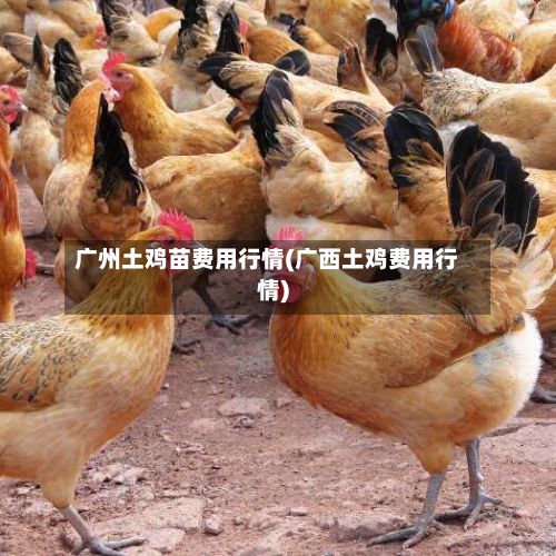 广州土鸡苗费用行情(广西土鸡费用行情)