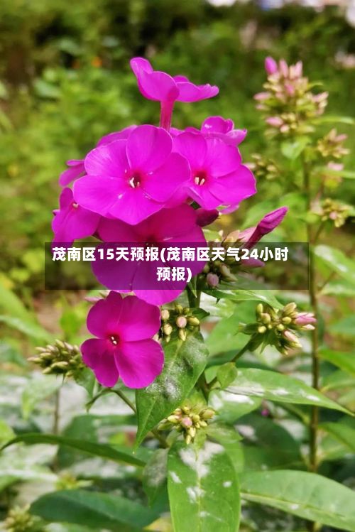 茂南区15天预报(茂南区天气24小时预报)-第3张图片
