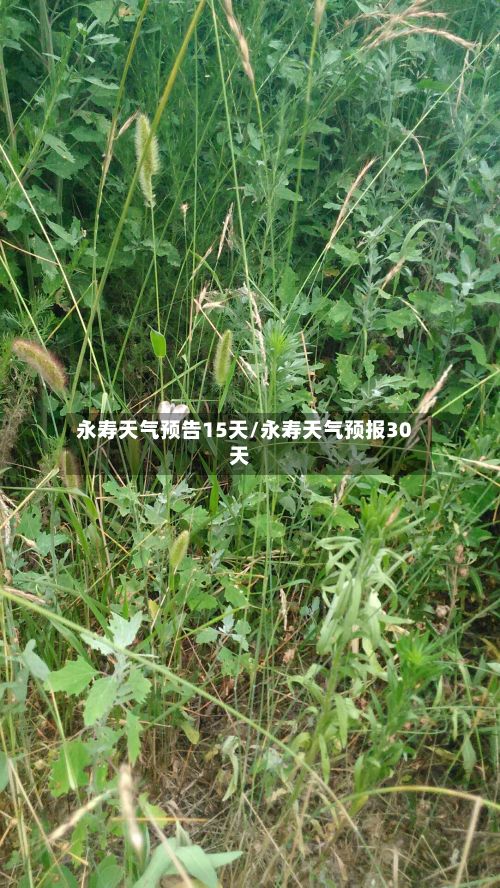 永寿天气预告15天/永寿天气预报30天