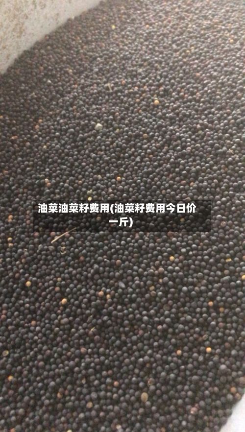 油菜油菜籽费用(油菜籽费用今日价一斤)-第3张图片