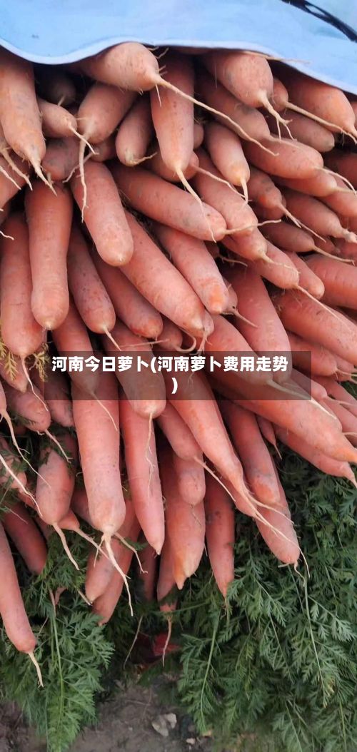 河南今日萝卜(河南萝卜费用走势)