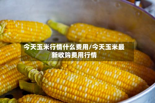 今天玉米行情什么费用/今天玉米最新收购费用行情-第2张图片