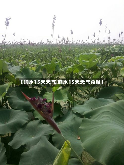 【响水15天天气,响水15天天气预报】-第2张图片