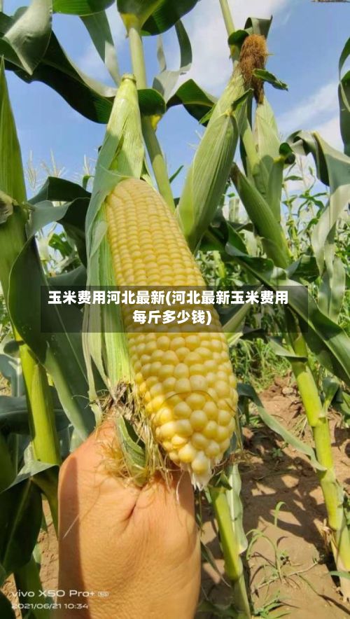 玉米费用河北最新(河北最新玉米费用每斤多少钱)-第2张图片