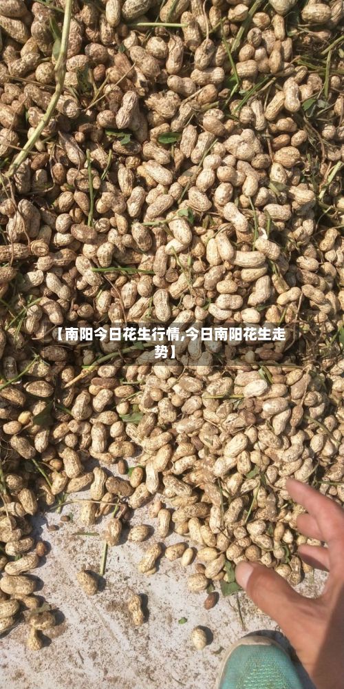 【南阳今日花生行情,今日南阳花生走势】