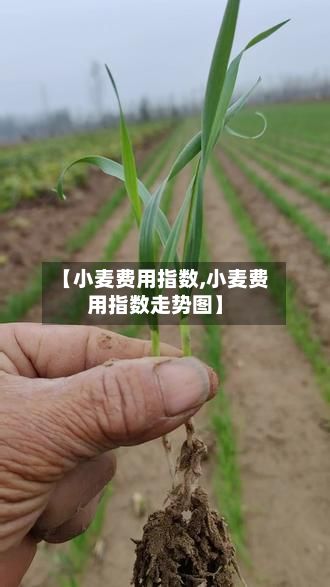 【小麦费用指数,小麦费用指数走势图】-第2张图片