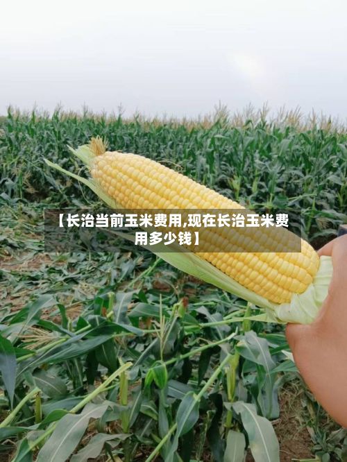 【长治当前玉米费用,现在长治玉米费用多少钱】