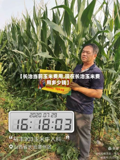 【长治当前玉米费用,现在长治玉米费用多少钱】-第3张图片